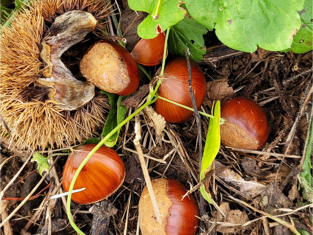 유기농 깐밤/칼집밤/생밤/탈피밤 1kg - 어글리어스 | 밭에서 온 그대로, 늘 좋은 품질